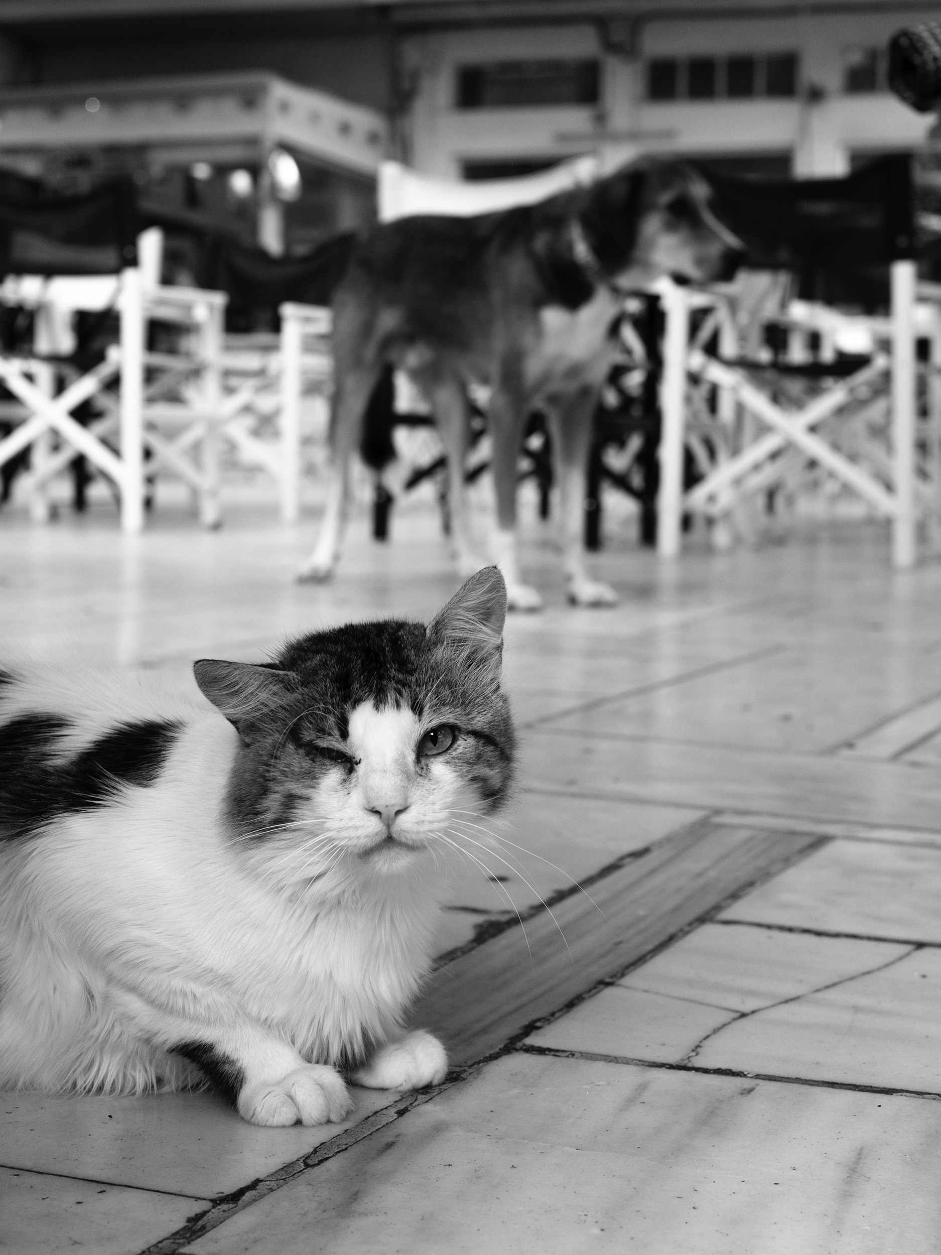 Straatfotografie Griekenland, Lefkas. Kat en hond