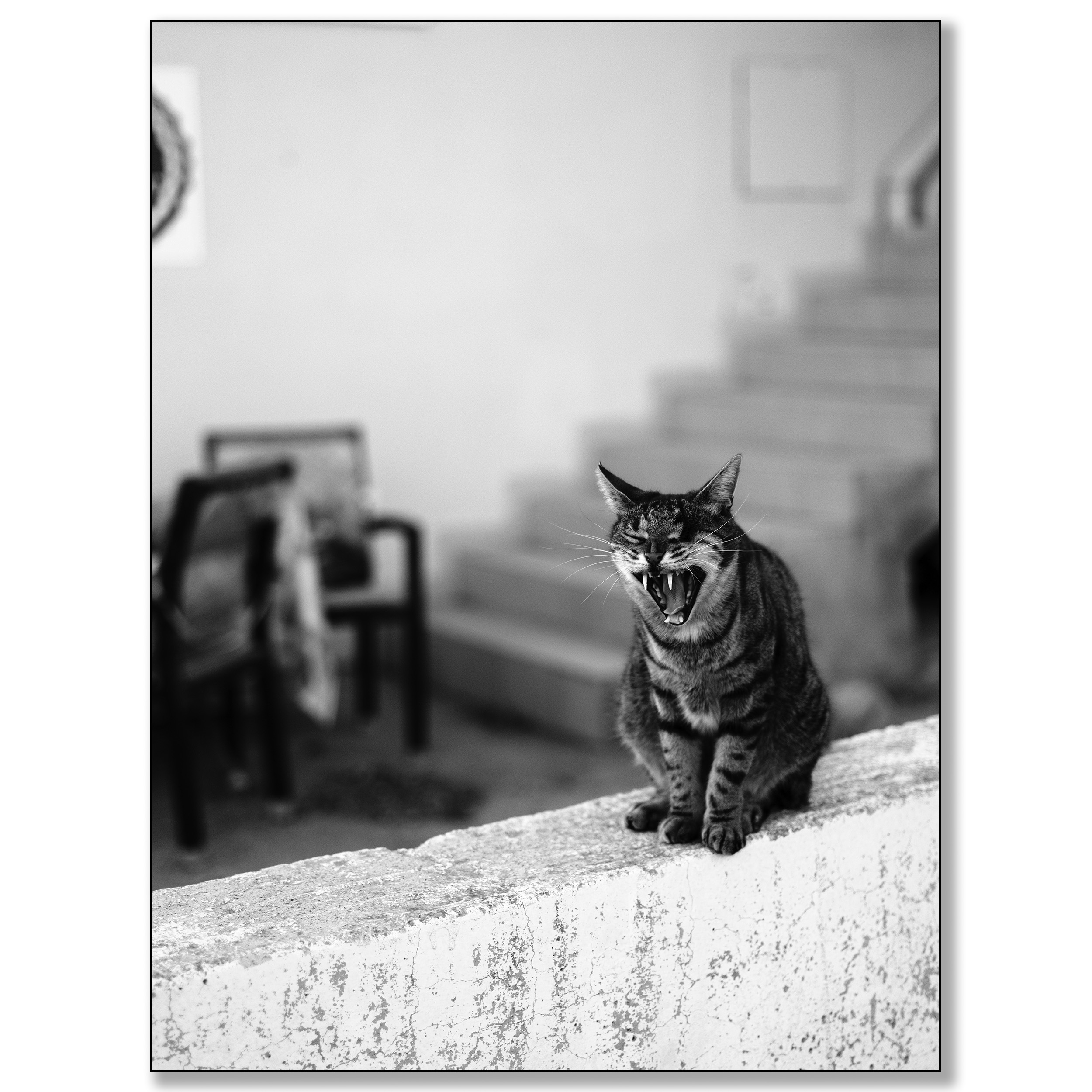 Griekenland, Lachania, geeuwende kat